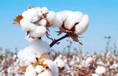 ultime notizie aziendali su Il sentimento del mercato a termine non è forte, i futures del cotone ora in primo luogo e poi aumentano caduta